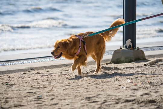 Golden Retriever Dog on Sandy Beach: A happy Golden Retriever dog walks on a sandy beach, its tail wagging, with the ocean waves in the background.