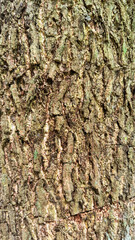 Fototapeta premium Closeup of textured tree bark pattern