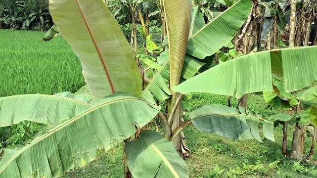Banana Tree with leves