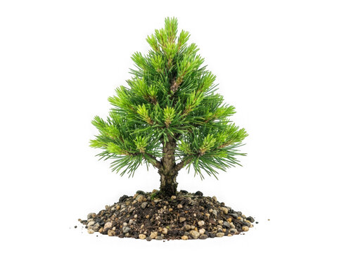 Small pine tree in gravel isolated on transparent background