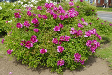 Naklejka premium Bright pink flowers of tree peony in mid May