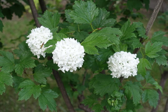 Round white inflorescences of Viburnum opulus roseum in May