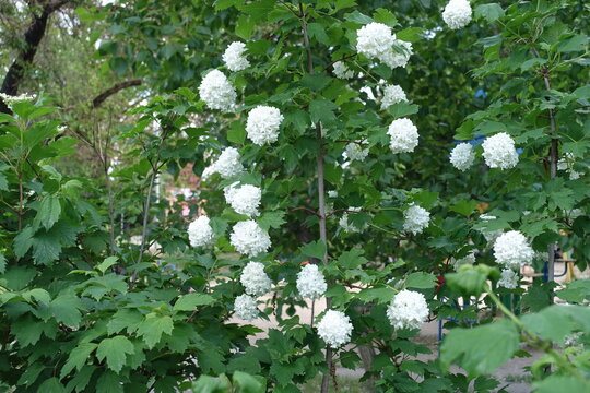 Round white inflorescences of Viburnum opulus roseum in May