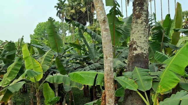 Banana Tree with leves