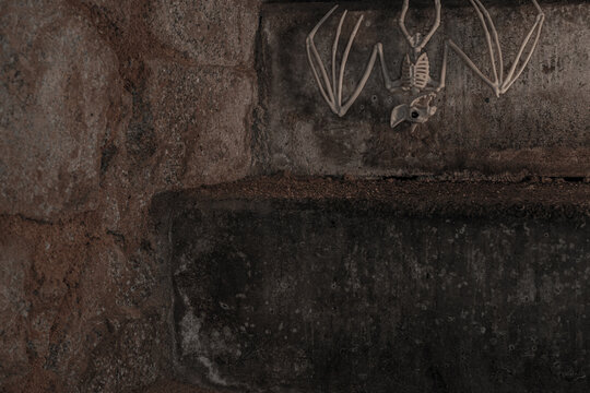 Skeleton of a bat on the old basement stairs