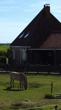 Horse grazing beside a traditional Marken house