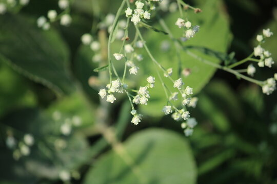Parthenium hysterophorus, Santa Maria feverfew or congress grass white flowers
