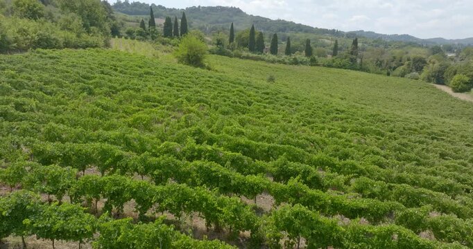 Aerial view of vineyard rows across rolling hills in the Italian countryside, with cypress trees lining the horizon in a summer morning.