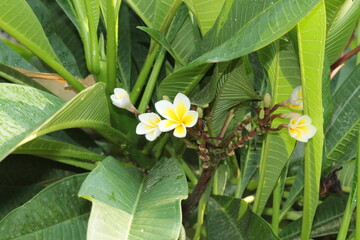 Plumeria, frangipani or temple tree white flowers  © Najeeb Ullah