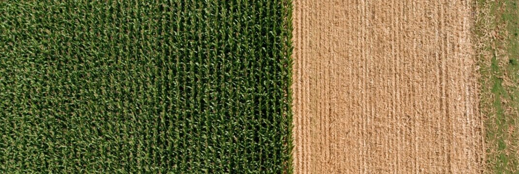 Aerial view of green maize field next to harvested golden crop rows