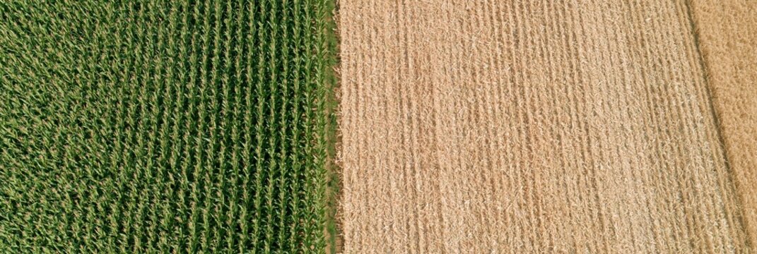 Aerial view of green maize field next to harvested golden field
