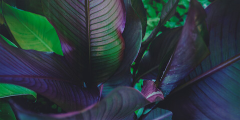 Fantasy foliage background. Canna Lilies plant leaves close up, blurred image. Exotic plants abstract wallpaper, place for text. Image manipulation © Gintare Stackunaite