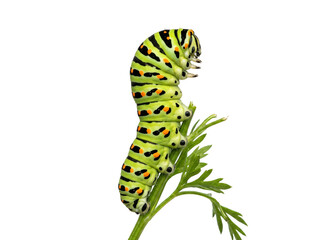 Fototapeta premium Vibrant green caterpillar with black stripes and orange spots crawling on a delicate plant stem in macro detail on transparent background