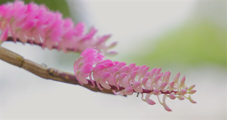 Obraz premium Pink toothbrush orchid, Dendrobium secundum, blooming on branch in tropical garden. Exotic floral background, botanical nature photography, wellness and spa concept, nobody.