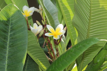 Plumeria, frangipani or temple tree white flowers  © Najeeb Ullah