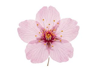 Delicate cherry blossom flower featuring soft pink petals and vibrant yellow stamens captured in a high resolution macro on transparent background © Hosnibee