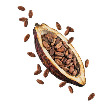 Open cacao pod filled with raw brown cocoa beans and floating seeds isolated on a transparent background