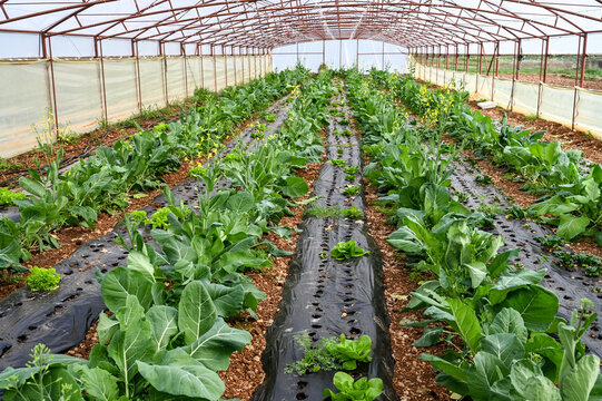 Rows of ra&scaron;tika growing inside a modern greenhouse. Collard greens cultivated in neat rows using black plastic mulch.