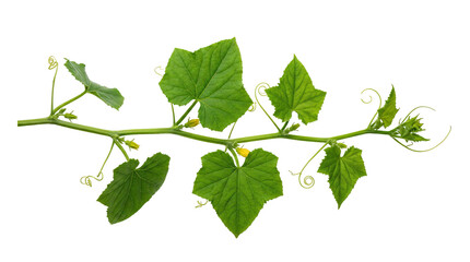 Fresh green cucumber vine featuring vibrant organic leaves with tiny yellow blossoms and curling tendrils isolated on transparent background © Hosnibee