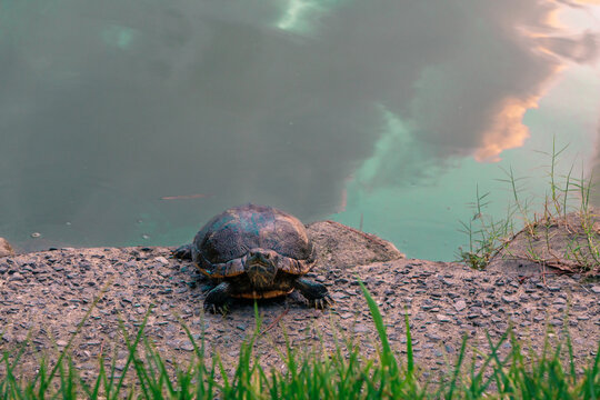 Freshwater turtle resting on the edge of a pond looking directly at the camera with water reflection background