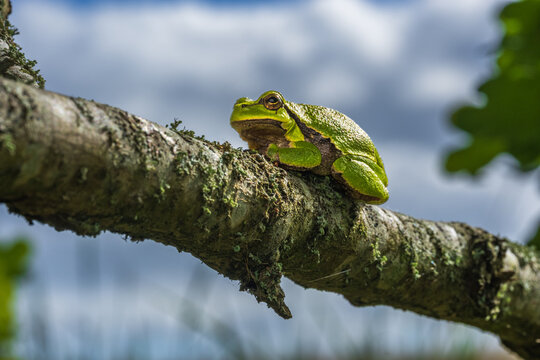 European Tree Frog Perched on Tree Branch in Natural Habitat