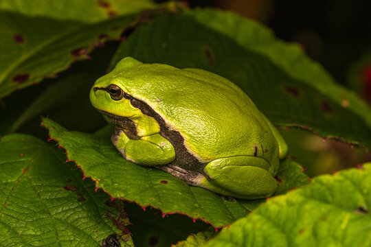European Tree Frog Perched on Tree Branch in Natural Habitat