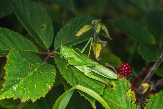 Great Green Bush-Cricket Perched on Lush Green Leaves