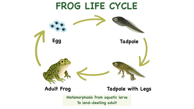 Educational illustration showing the frog life cycle diagram. The infographic features vector stages from eggs, aquatic tadpoles, and froglet to an adult amphibian metamorphosis.