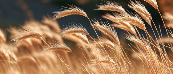 Obraz premium Golden dry grass heads in soft focus with warm sunlight