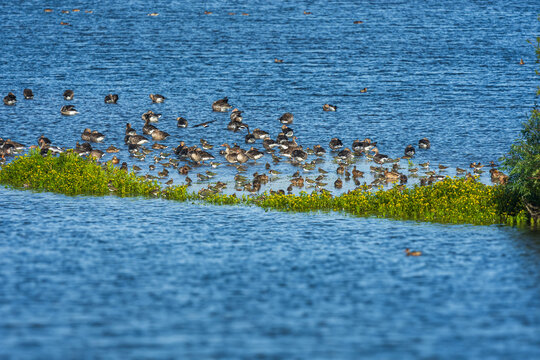 Large Flock of Greylag Geese and Wading Birds in a Wetland Lake