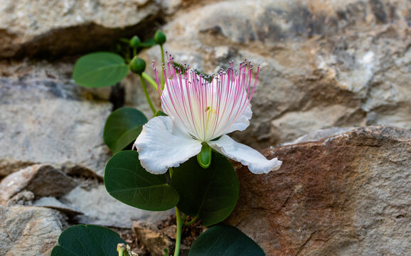 Caper bush flower in bloom with white petals and long pink stamens growing from a dry stone wall