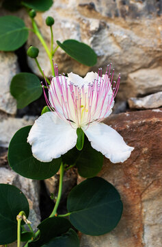 Caper bush flower in bloom with white petals and long pink stamens growing from a dry stone wall