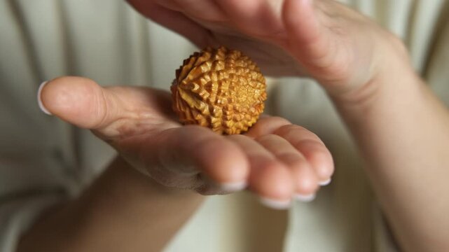 Woman's hands opening to reveal a wenwan walnut. Close-up of a woman's hands opening to reveal a traditional chinese wenwan walnut, which she then rotates and examines for its unique texture