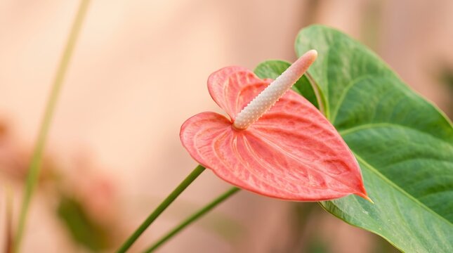 Anthurium flower blooming with green leaves in soft natural light setting