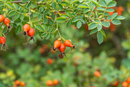A close-up of glossy orange-red dog rose hips with dried calyx tips hangs from a leafy branch in soft focus.