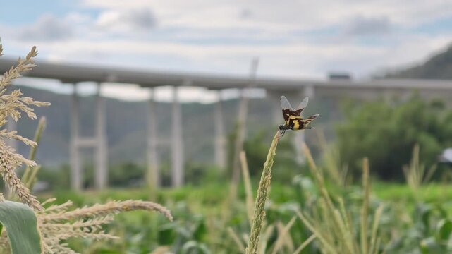 A colorful dragonfly resting on a corn tassel in a lush farm field with an elevated highway in the background