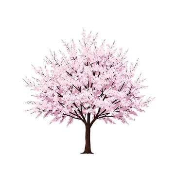 Pink cherry blossom tree with full bloom and brown trunk for spring season design.