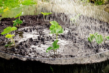 Close-up of strawberry plants being watered with a watering can. Newly planted strawberry (Fragaria × ananassa) runner plants growing in a home garden, with water pouring down onto the plants. The pla © FotoHelin