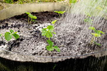 Close-up of strawberry plants being watered with a watering can. Newly planted strawberry (Fragaria × ananassa) runner plants growing in a home garden, with water pouring down onto the plants. The pla © FotoHelin