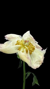 Time lapse of a coral peony wilting and dying on black background, changing to pale yellow-white as petals curl and droop, leaves dry, and brown stamens and pistils reveal green seed pods.