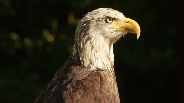 Close up view of a buzzard head sitting on a branch on a cloudy spring day looking around