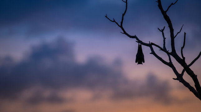 Silhouette of bat sleeping upside down on bare tree branch against purple twilight sunset sky with copy space