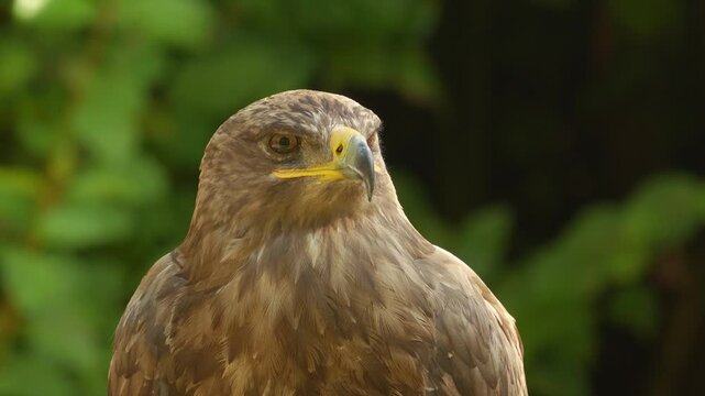 Close up view of a hawk head sitting on a branch on a cloudy spring day looking around