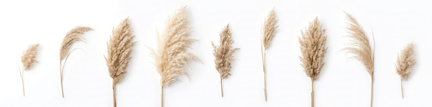 Dried grass is arranged in a line against a white background. The plants vary in height and texture, showcasing the autumn theme. This display is suitable for seasonal decorations