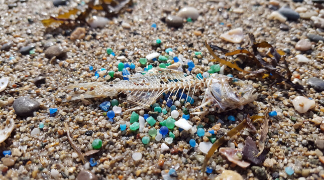 Fish skeleton on sandy beach surrounded by colorful plastic pellets representing environmental pollution and ocean waste