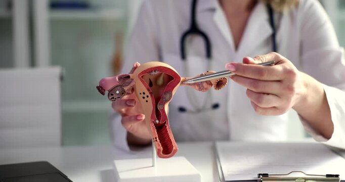 A dedicated healthcare professional showcases the intricacies of the female reproductive system, using a detailed model for illustration. This informative session happens in a well-equipped clinic.