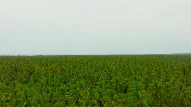 Vast coconut plantation stretches across flat tropical farmland in Michoacan, Mexico, aerial dolly forward with cloudy white sky above, space for text