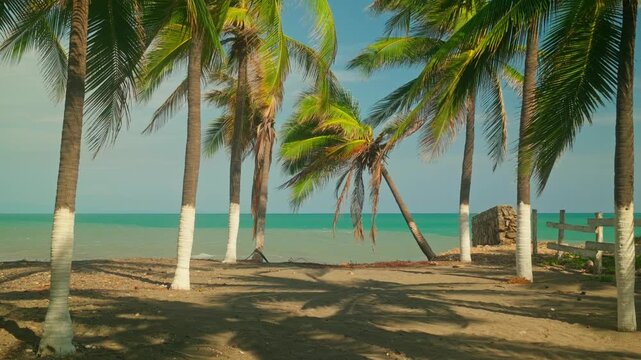 Coconut palms line a tropical beach by the Pacific coast of Michoacan, Mexico, static medium with shadows dancing on sand, base of trunks painted white