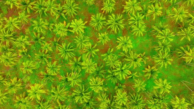 Dense coconut palm plantation forms a vivid green pattern in Michoacan, Mexico, aerial orbit descend