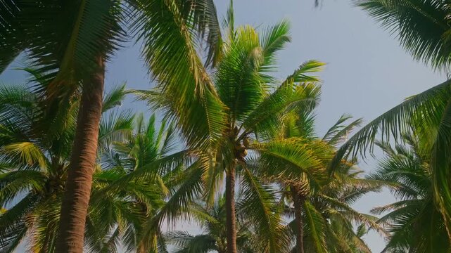 Tall coconut palms sway beneath blue sky on tropical farm in coastal Michoacan, Mexico, medium closeup static background of tropical relaxation paradise